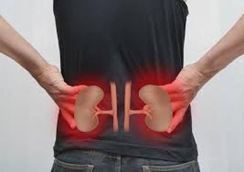 Kidney Fibrosis Treatment 