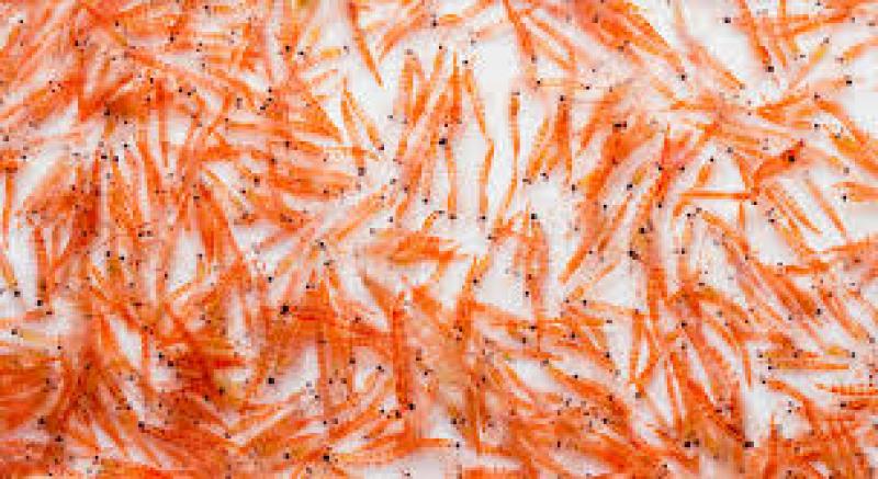 Krill Meal