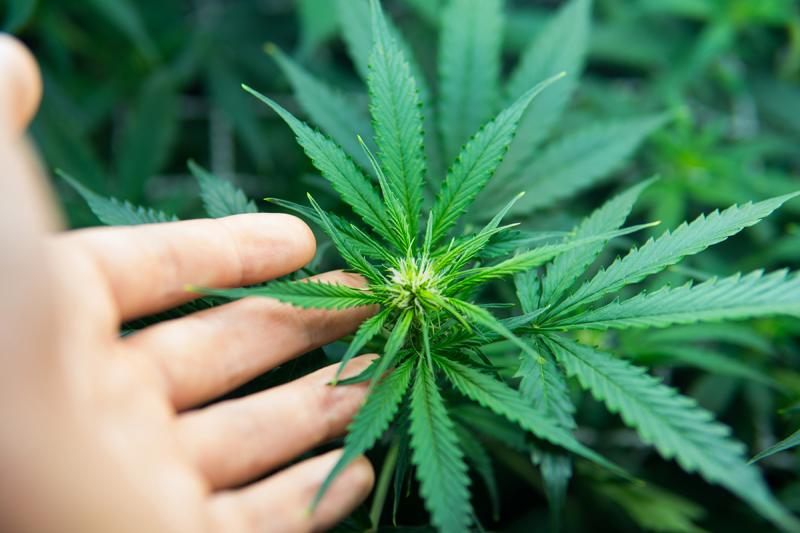 Legalizing Marijuana