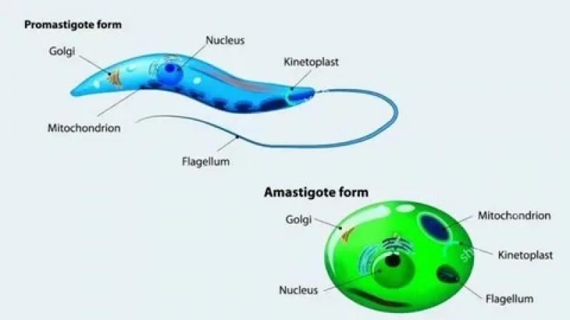 Leishmaniasis Treatment