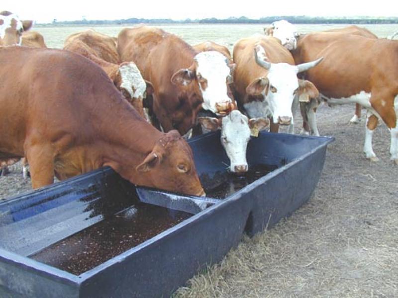 Liquid Feed Supplements