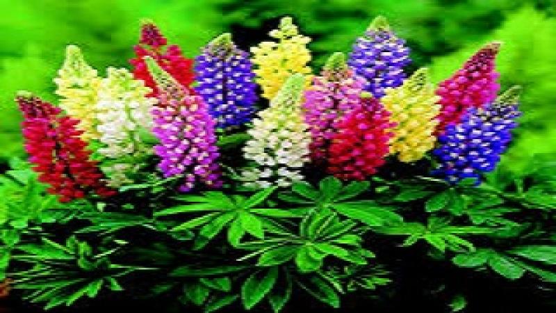  Lupin Market