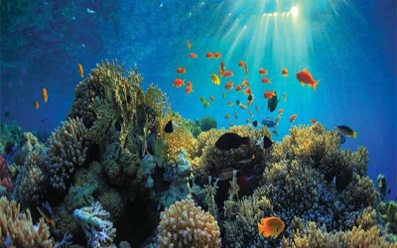 Marine Biotechnology Market 