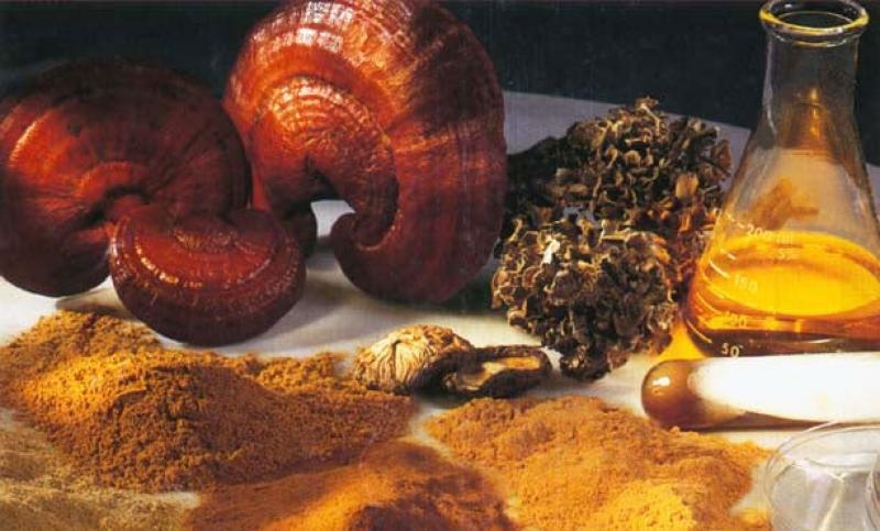 Medicinal Mushroom Extracts 