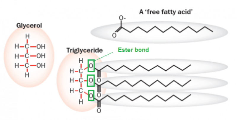 Medium-Chain Triglycerides Market