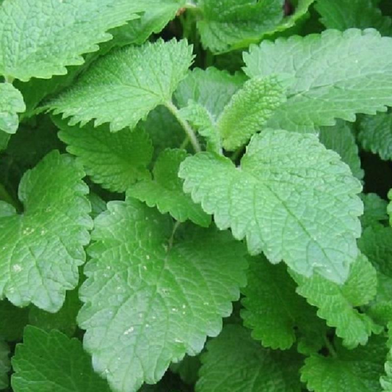 Melissa Officinalis Market 