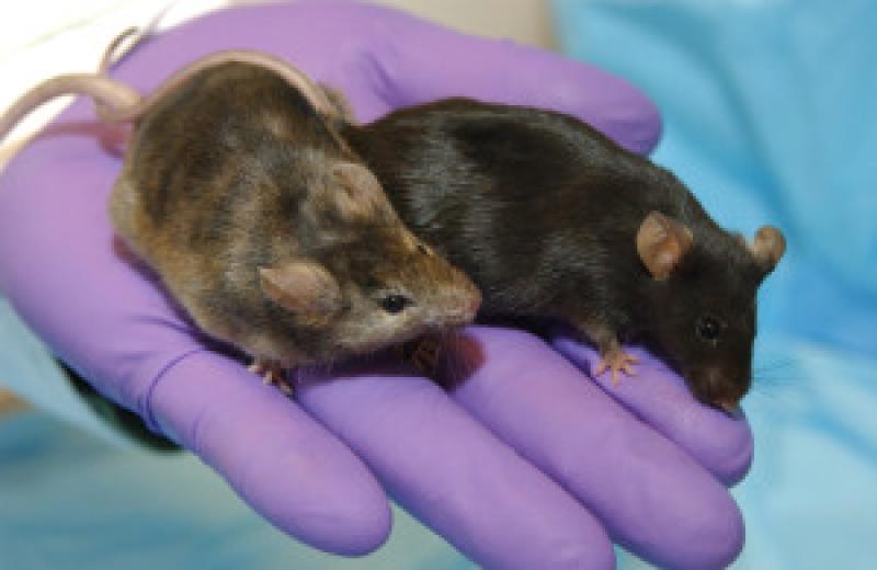 Mice Model Market