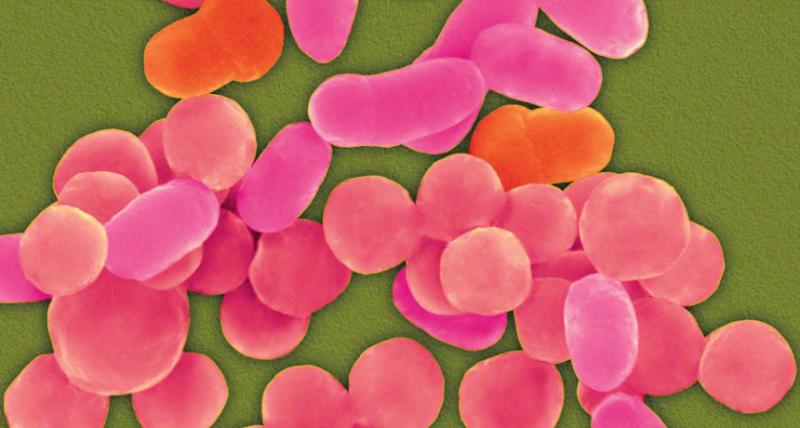 Microbiome Sequencing Services 