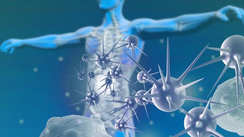 Monoclonal Antibodies 