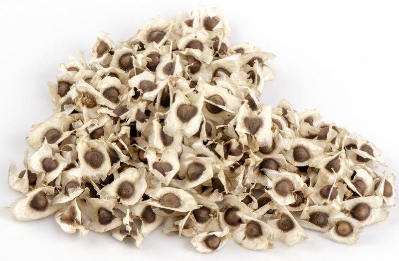 Moringa Seeds Market