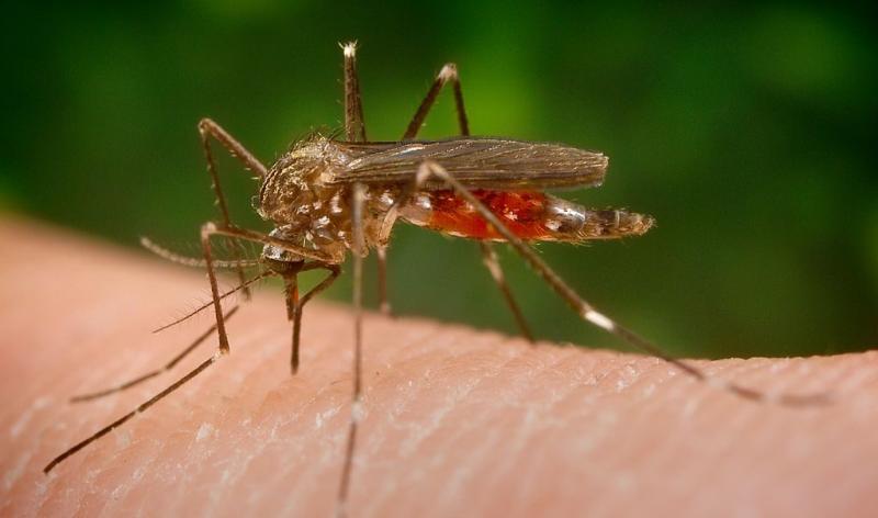 Mosquito Borne Disease Market 