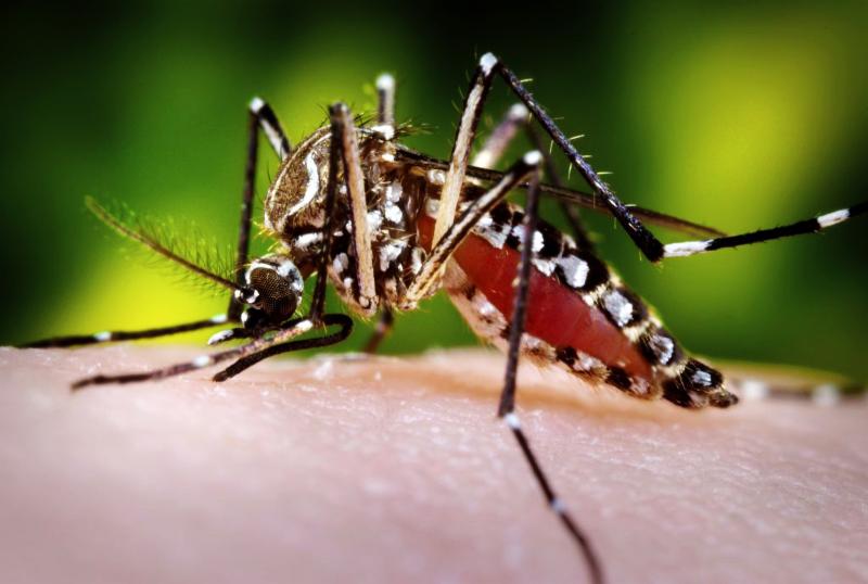 Mosquito Borne Disease