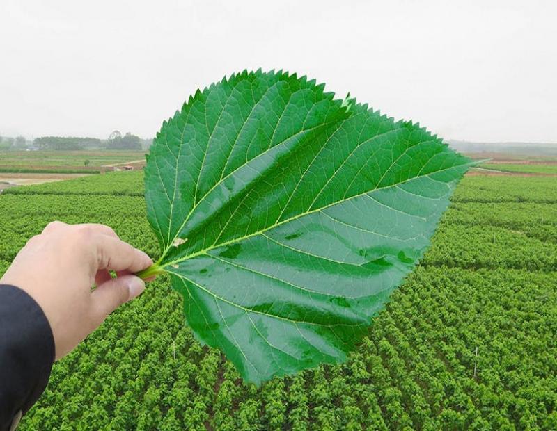 Mulberry Leaf Extract, Mulberry Leaf Extract Market, Mulberry Leaf Extract Market Growth