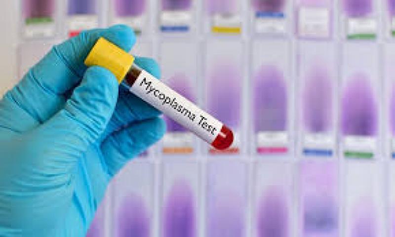 Mycoplasma Testing Market