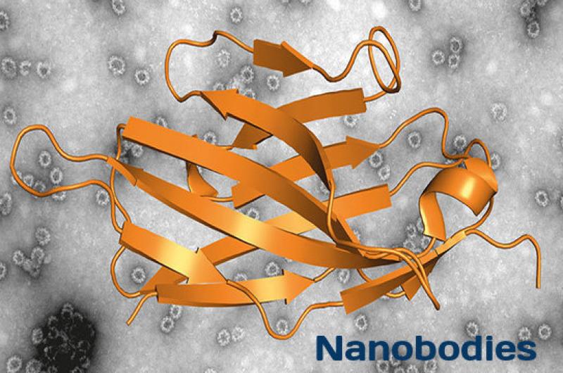 Nanobodies Market