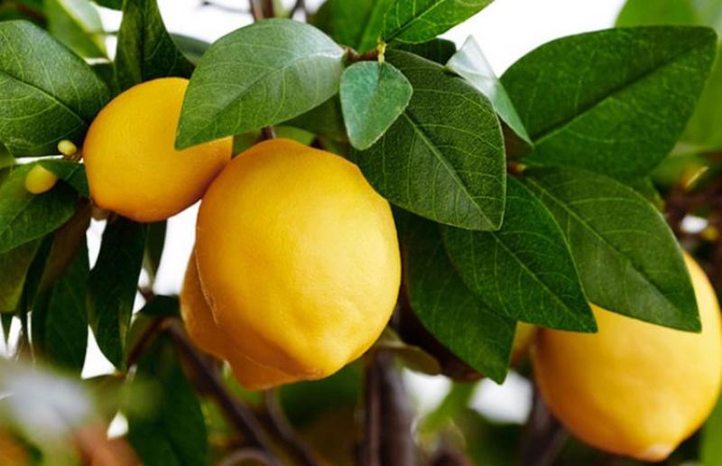 Natural and Organic Flavors Market