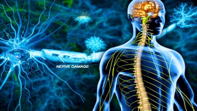Nerve Repair And Regeneration 