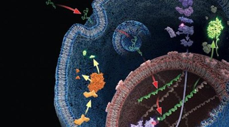 Nuclear Receptor ROR Gamma Market