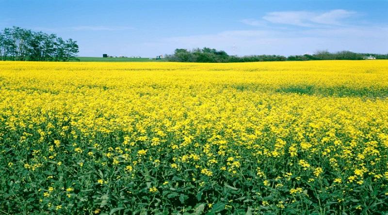 Global Precision Oilseed Farming Market Research