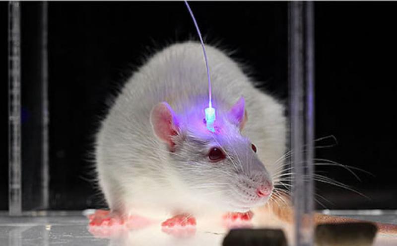 Optogenetic Market