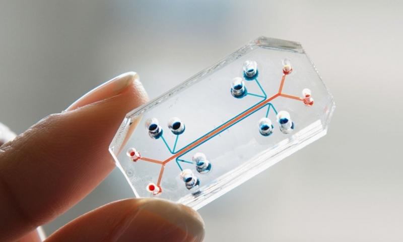 Organs-on-chips