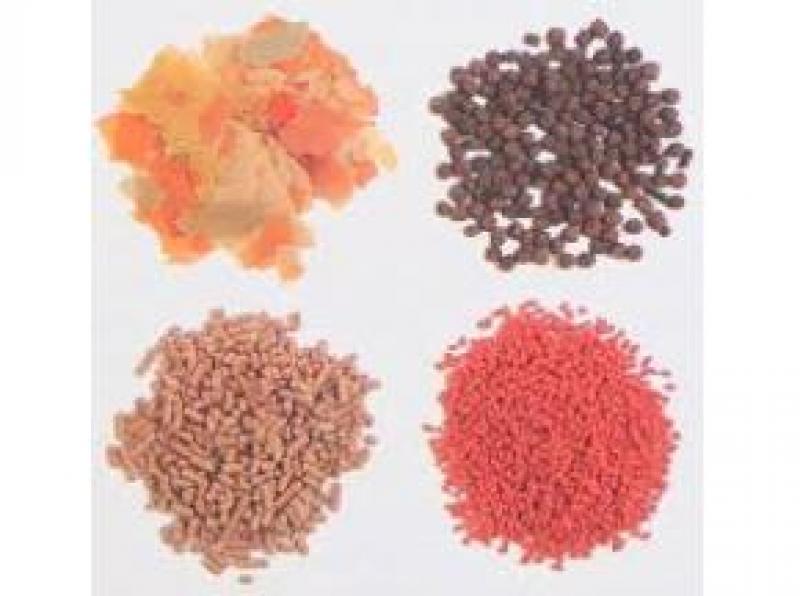Ornamental Fish Feed