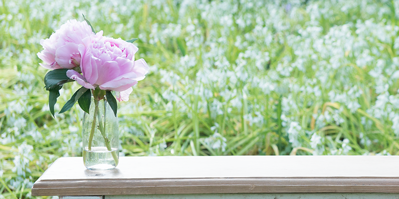 Ornamental Peony
