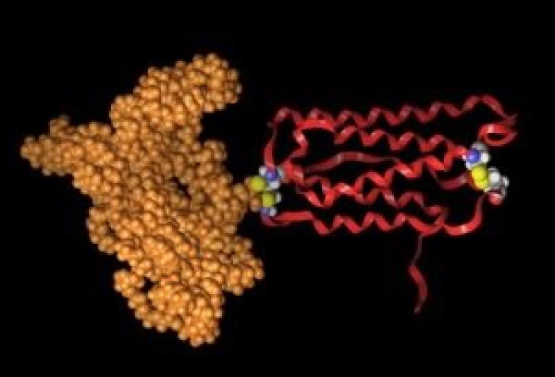 PEGylated Proteins Market PEGylated Proteins Market