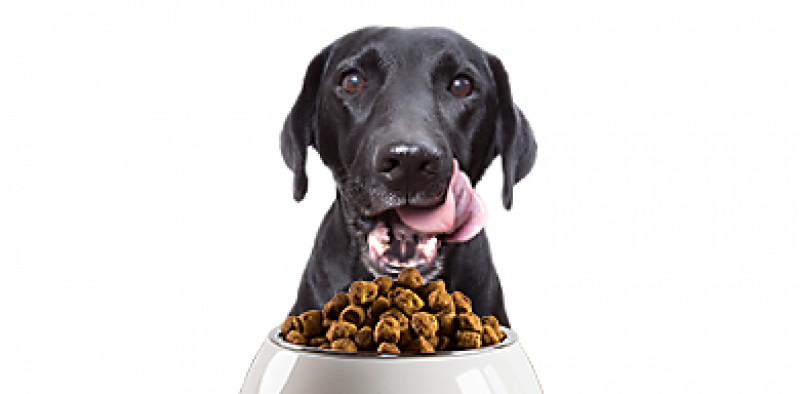 Europe Pet Food Market (2019-2024)