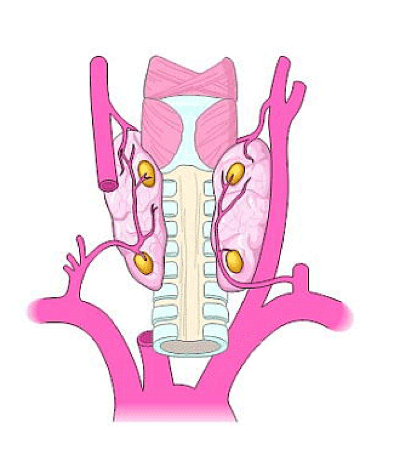 Parathyroid Hormone