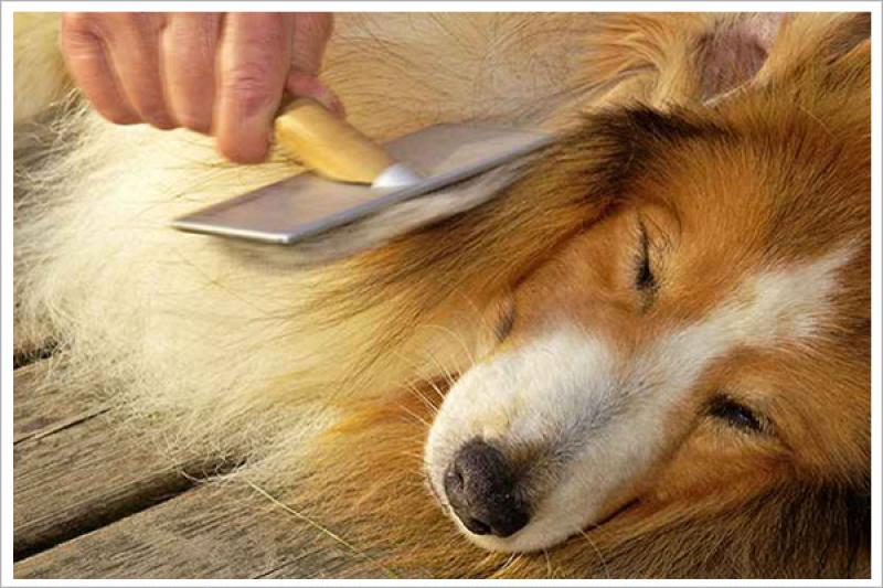 Pet Groomer In South Extension South Delhi