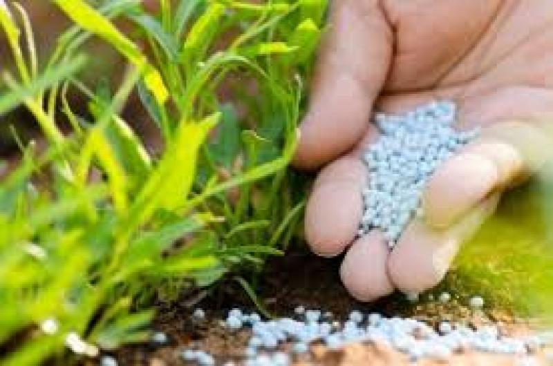 Phosphorus Starter Fertilizer 