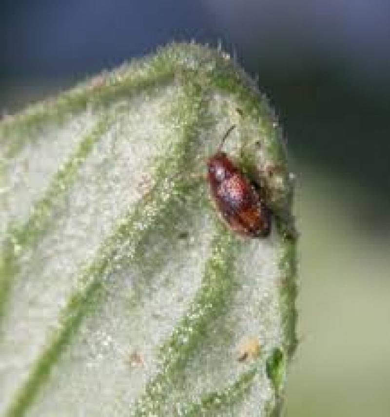 Global Biological Plant Activators Market Research Report 2018 Biological Plant Activators