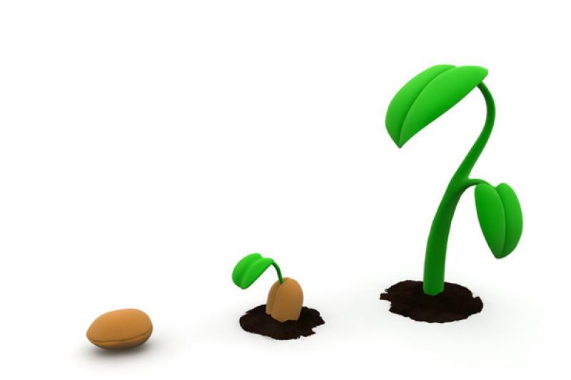 Plant Growth