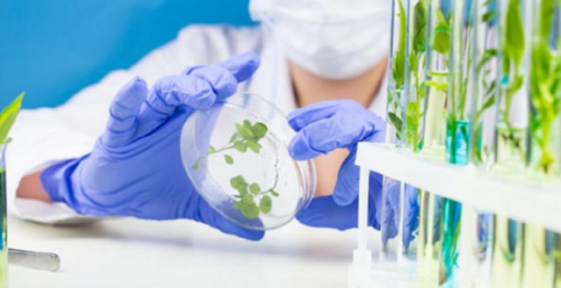 Plant-based Vaccines market