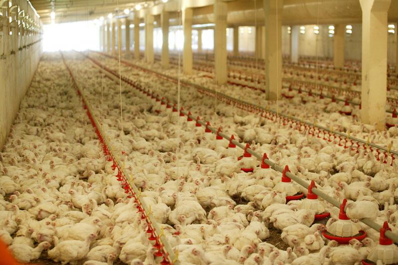 Poultry Breeding Equipment, Poultry Breeding Equipment Market, Poultry Breeding Equipment Market Growth