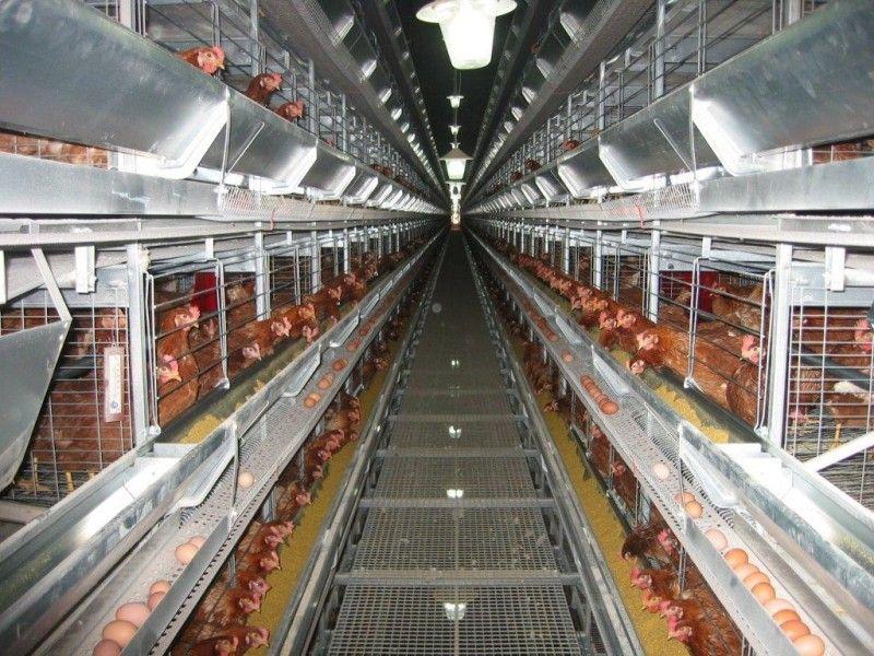 Poultry Keeping Machinery