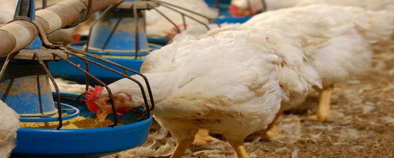 Poultry breeding equipment ,