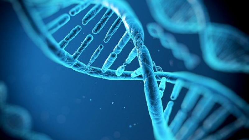 Prokaryotic DNA Polymerases