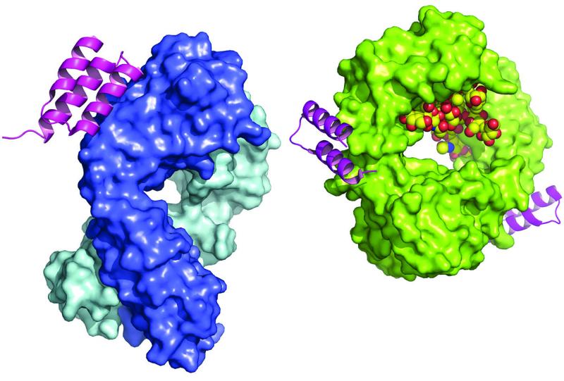 Protein A Resin Market