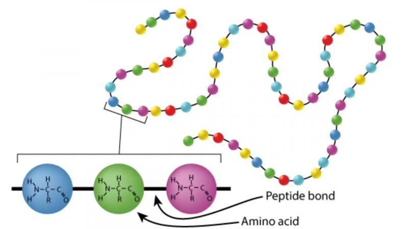 Protein Sequencing Market