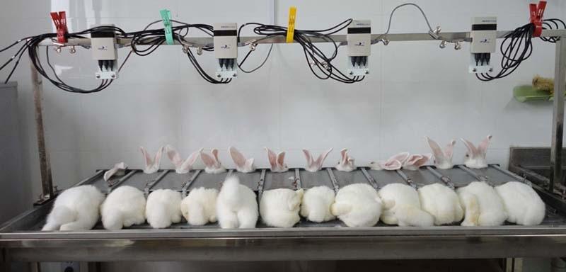 Pyrogen Testing Industry