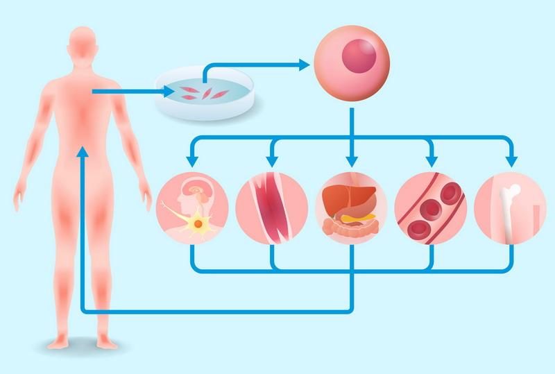 Regenerative Medicine Market