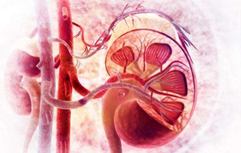 Renal Denervation Industry