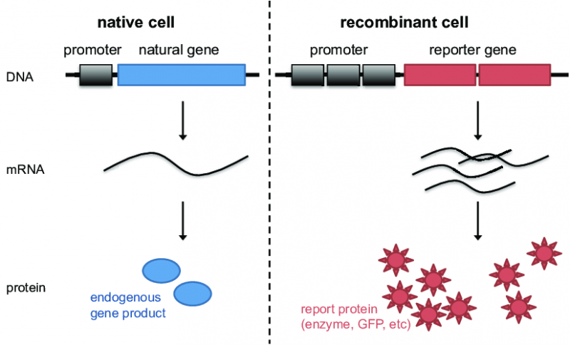 Reporter Gene Assay Market 2019 by Company, Regions, Type and Application, Forecast to 2024 Reporter Gene Assay, Reporter Gene Assay Market, Reporter Gene Assay Market Growth, Reporter Gene Assay Market Share, Reporter Gene Assay Market Size