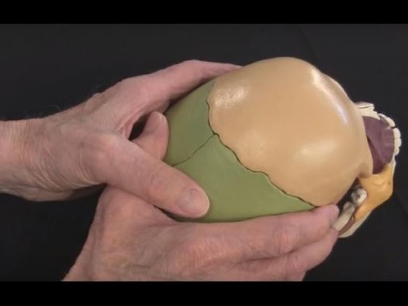 Sagittal Suture 