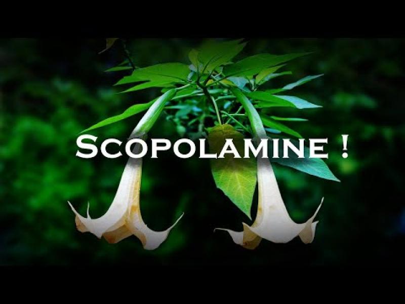 Scopolamine Market