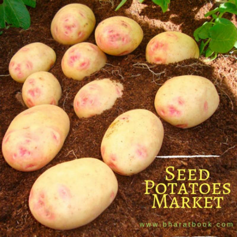 Global Seed Potatoes Market Revenue, Opportunity, Segment and Key Trends 2015-2025