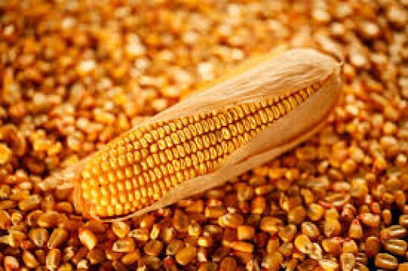 Silage Corn Seed Market Is Set to Boom in 2018 and Coming Years Silage Corn Seed