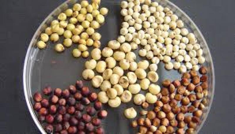  Sorghum Seed Market 